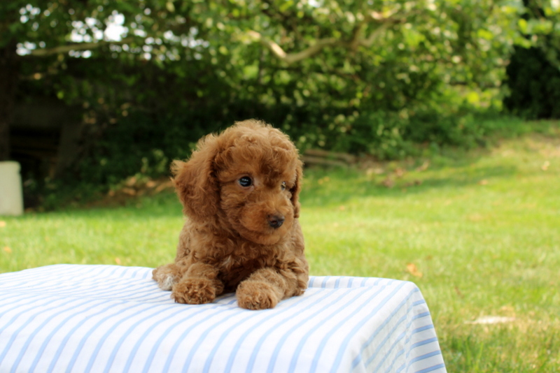puppy, for, sale, Mini Goldendoodle F1B, Matthew B. Stoltzfus, dog, breeder, Gap, PA, dog-breeder, puppy-for-sale, forsale, nearby, find, puppyfind, locator, puppylocator, aca